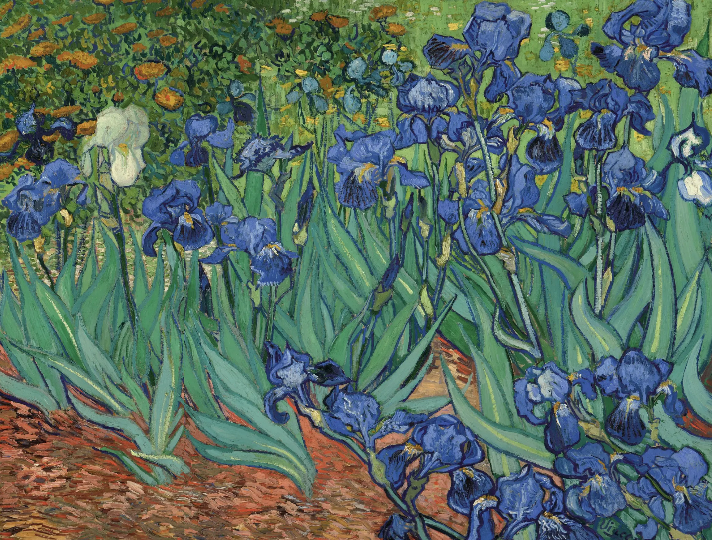 Irises